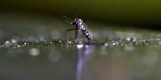 Guadeloupe : l’émergence de foyers de dengue « à caractère expansif » alerte les autorités sanitaires